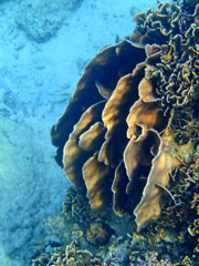 ปะการัง-เกาะนางยวน-61